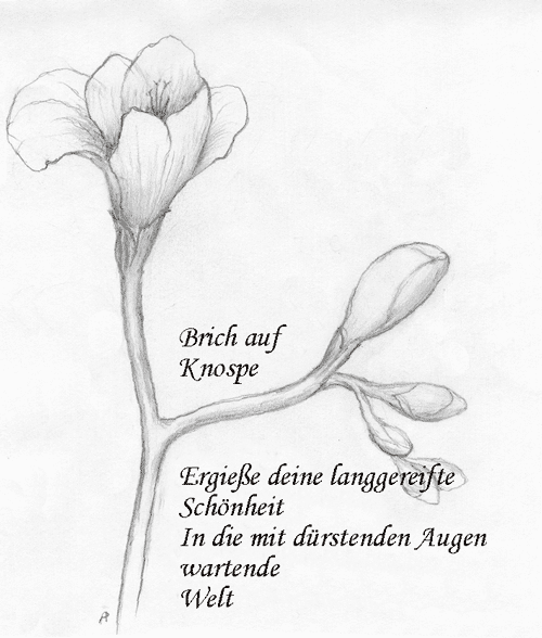 Open bud